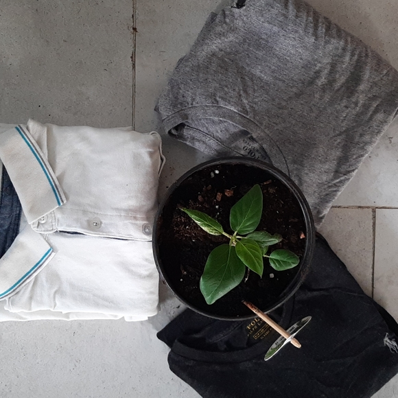 ๐ฃ 3 for 1 โผ Polo Ralph Lauren Long Sleeve Bundle - Picture 7 of 7